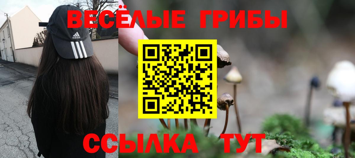 Псилоцибиновые грибы Cubensis Сальск